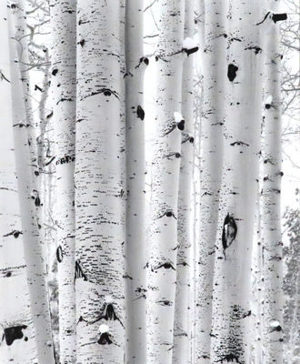 Aspen Forest, Photography by J. Barry Thomson