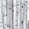 Aspen Forest, Photography by J. Barry Thomson