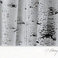 Aspen Forest, Photography by J. Barry Thomson