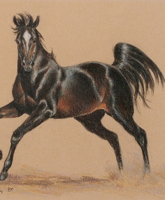 Black Stallion with White Blaze on his Forehead, Drawings by Cynthia Rigden