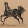 Black Stallion with White Blaze on his Forehead, Drawings by Cynthia Rigden
