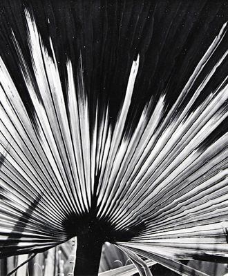 Backlit Palm Frond, Phoenix, Photography by J. Barry Thomson