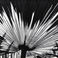 Backlit Palm Frond, Phoenix, Photography by J. Barry Thomson