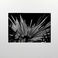 Backlit Palm Frond, Phoenix, Photography by J. Barry Thomson