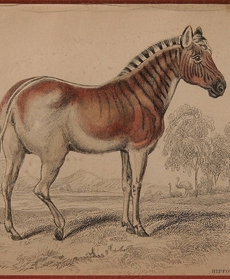 Pair of Hippotigris Engravings, Prints by William Home Lizars