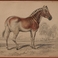 Pair of Hippotigris Engravings, Prints by William Home Lizars