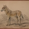 Pair of Hippotigris Engravings, Prints by William Home Lizars