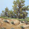 Looking Toward the Mc Dowells (mountains), Paintings by Lynn Baker