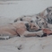 Realistic Rendering of Family Dining, Drawings by Josephine Pitkin