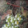Mixed Fruit, Paintings by Oliver Clare