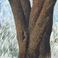 Muscled Tree Trunk, Paintings by Philip Curtis