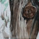  Barbed Wire Fencing, Paintings by Philip Curtis