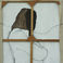 Portrait of Fritz Scholder #2, Paintings by John Dawson