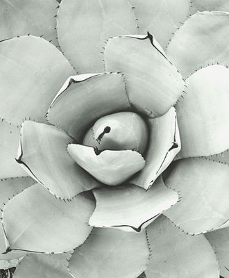 Agave Parryi, Photography by J. Barry Thomson