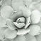 Agave Parryi, Photography by J. Barry Thomson