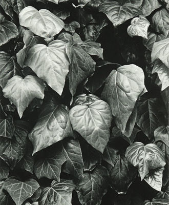 Green Luscious Leaves , Photography by J. Barry Thomson