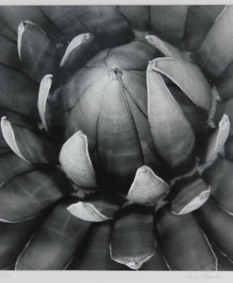 Agave Ocahui, Photography by J. Barry Thomson