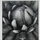 Agave Ocahui, Photography by J. Barry Thomson