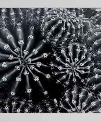 Echinopsis, Photography by J. Barry Thomson