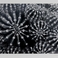 Echinopsis, Photography by J. Barry Thomson