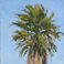Palm #2, Paintings by Lynn Baker