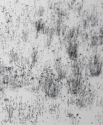 Winter Grasses New Hampshire, Photography by J. Barry Thomson