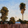 80's Back Yard Phoenix #2, Paintings by Lynn Baker