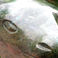 Calf's Head in Verdite, Sculpture by Nicholas Kadzungura