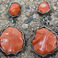 Custom Coral Earrings